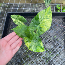 Load image into Gallery viewer, Alocasia Gageana Aurea, Exact Plant Variegated
