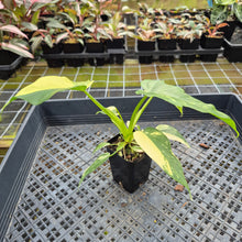 Load image into Gallery viewer, Philodendron Radiatum Aurea Variegated exact plant, Fedex 2day*
