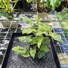 Load image into Gallery viewer, Syngonium Mojito, Exact Plant Variegated Ships Nationwide

