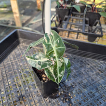 Load image into Gallery viewer, Alocasia polly pink variegated, Exact Plant Ships Nationwide.
