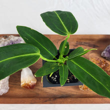 Load image into Gallery viewer, Anthurium Warocqueanum, Queen, Exact Plant
