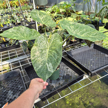 Load image into Gallery viewer, Alocasia Wentii Pink Splash Variegated exact plant, Fedex 2day*
