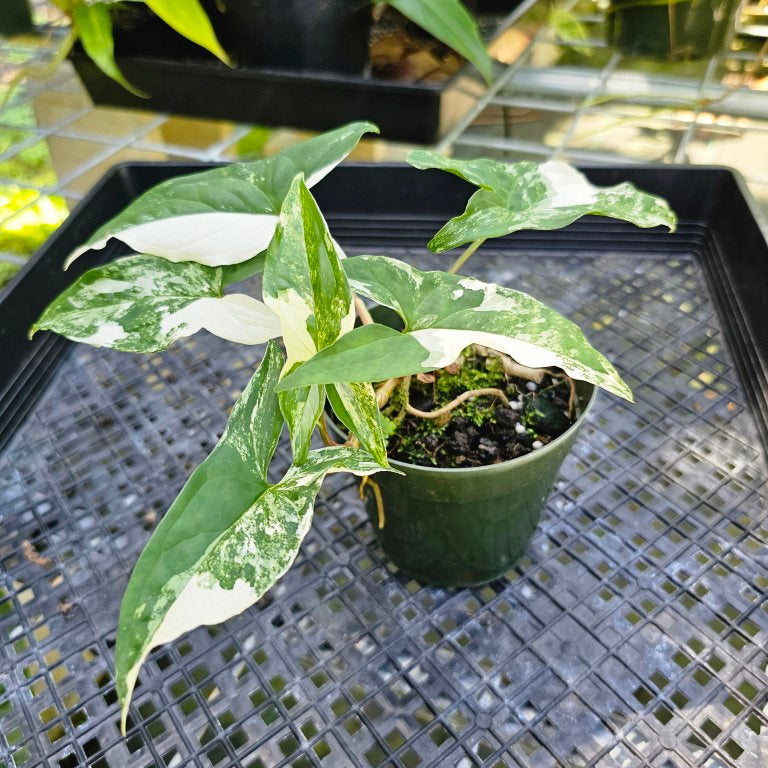 Epipremnum Pinnatum Albo, Exact Plant Variegated