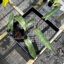 Load image into Gallery viewer, Philodendron Atabapoense, Exact Plant Ships Nationwide
