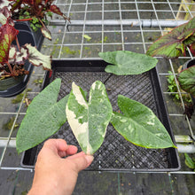 Load image into Gallery viewer, Alocasia Macrorhizza Black Stem, Exact Plant Variegated
