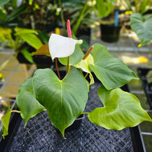 Load image into Gallery viewer, Anthurium Andraeanum White Heart, Exact Plant
