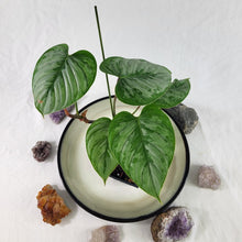 Load image into Gallery viewer, Philodendron Sodiroi True Form, Exact Plant Ships Nationwide
