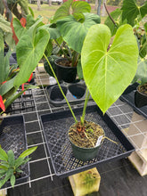Load image into Gallery viewer, Anthurium Faustomirandae, Faustino&#39;S Giant, Exact Plant Ships Nationwide
