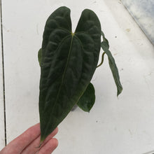 Load image into Gallery viewer, Anthurium (Ace of Spades DF x Kunayalense) x Pap FS, Exact Plant Ships Nationwide
