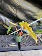 Load image into Gallery viewer, Philodendron Orange Marmalade, Exact Plant Ships Nationwide
