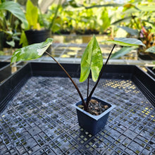 Load image into Gallery viewer, Alocasia Macrorhizza Black Stem, Exact Plant Variegated
