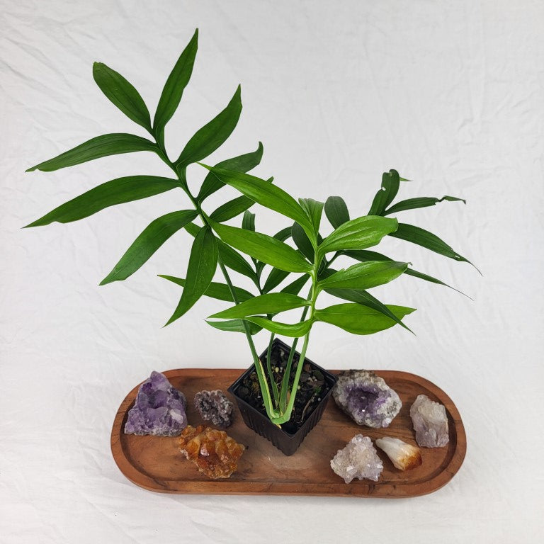 Monstera Subpinnata, Exact Plant Ships Nationwide