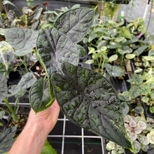 Load image into Gallery viewer, Alocasia Dragon Scale Mint, lower variegation 4" pot, Fedex 2day*
