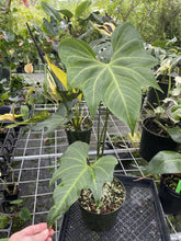 Load image into Gallery viewer, Anthurium Macrolobium exact plant, Fedex 2day*
