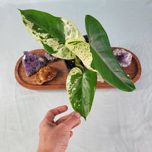 Load image into Gallery viewer, Philodendron Ilsemanii, Exact Plant Variegated
