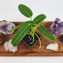 Load image into Gallery viewer, Anthurium Warocqueanum, Queen 2.5&quot; Pot, Fedex 2 day*
