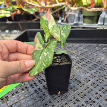 Load image into Gallery viewer, Syngonium Red Spot Tricolor, Exact Plant Variegated Ships Nationwide
