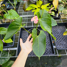 Load image into Gallery viewer, Anthurium Shibori, Exact Plant Variegated
