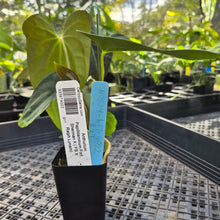 Load image into Gallery viewer, Anthurium Papillilaminum Fort Sherman X ( FS X Ralph Lynam), Ships Nationwide
