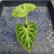 Load image into Gallery viewer, Philodendron Verrucosum, Exact Plant Ships Nationwide
