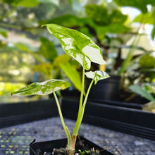 Load image into Gallery viewer, Alocasia Frydek, Exact Plant Variegated
