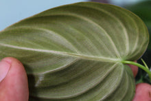 Load image into Gallery viewer, Philodendron Melanochrysum, exact plant, ships nationwide
