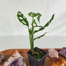 Load image into Gallery viewer, Monstera Obliqua Peru, Exact Plant
