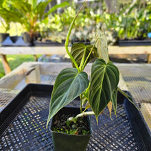 Load image into Gallery viewer, Philodendron Splendid, Exact Plant Ships Nationwide
