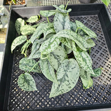 Load image into Gallery viewer, Scindapsus Silver Lady, Exact Plant Ships Nationwide
