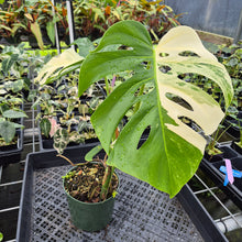 Load image into Gallery viewer, Monstera Borsigiana Albo Deliciosa Variegated exact plant, Fedex 2day*
