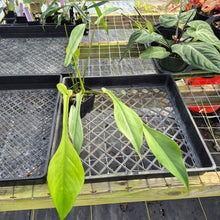 Load image into Gallery viewer, Philodendron Joepii Mint, Variegated, Exact Plant Ships Nationwide
