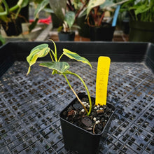 Load image into Gallery viewer, Philodendron Hederaceum Micans Aurea, Exact Plant Variegated Ships Nationwide
