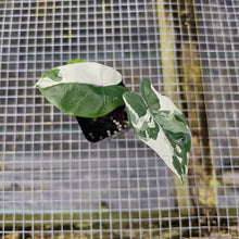 Load image into Gallery viewer, Alocasia Macrorhizza Black Stem, Exact Plant Variegated
