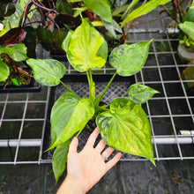 Load image into Gallery viewer, Alocasia Cucullata, Exact Plant Variegated
