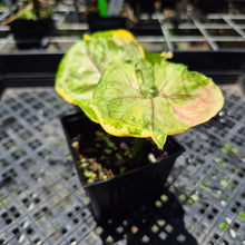 Load image into Gallery viewer, Syngonium Mango Allusion, Orm Thong Variegated exact plant, Fedex 2day*
