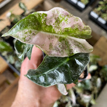 Load image into Gallery viewer, Alocasia Polly Pink variegated 2.5" pot, Fedex 2day*
