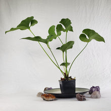 Load image into Gallery viewer, Anthurium Brownii, Exact Plant Ships Nationwide
