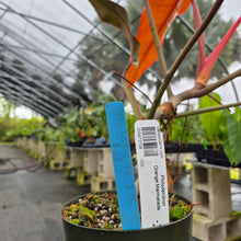 Load image into Gallery viewer, Philodendron Orange Marmalade, Exact Plant Ships Nationwide
