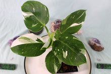 Load image into Gallery viewer, Philodendron White Wizard Exact Plant
