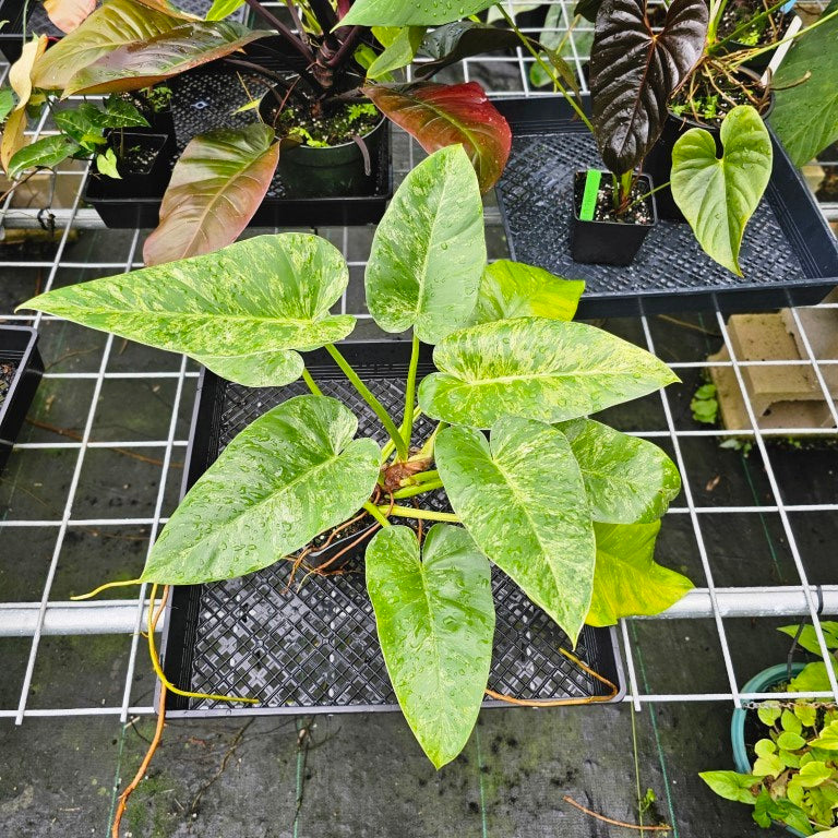 Philodendron Giganteum, Exact Plant Variegated