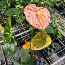 Load image into Gallery viewer, Anthurium Shibori Variegated exact plant, Fedex 2day*
