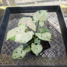 Load image into Gallery viewer, Syngonium Green Splash, Exact Plant Variegated Ships Nationwide
