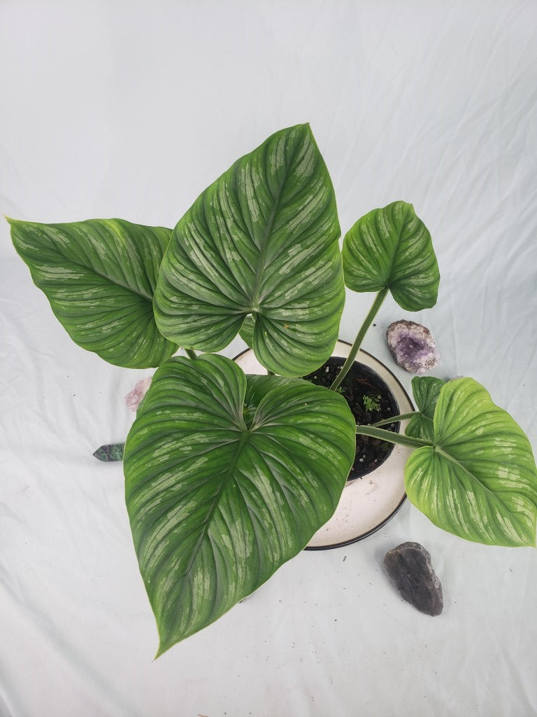 Mamei, Exact Plant, Philodendron