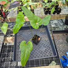 Load image into Gallery viewer, Anthurium Cupulispathum X Pedatum , Exact Plant Ships Nationwide
