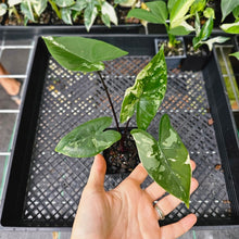 Load image into Gallery viewer, Alocasia Macrorhizza Black Stem, Exact Plant Variegated
