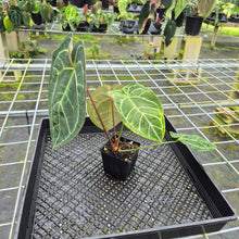 Load image into Gallery viewer, Anthurium Besseae Aff x Red Crystallinum, Exact Plant
