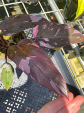 Load image into Gallery viewer, Philodendron Pink Princess Galaxy, Exact Plant Variegated

