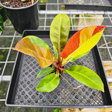 Load image into Gallery viewer, Philodendron Red Moon, Exact Plant Variegated
