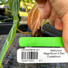 Load image into Gallery viewer, Anthurium Magnificum X Red Crystalinum, Exact Plant Ships Nationwide
