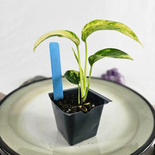 Load image into Gallery viewer, Epipremnum Pinnatum Sunburst Variegated 2.5&quot; Pot, Fedex 2 day*
